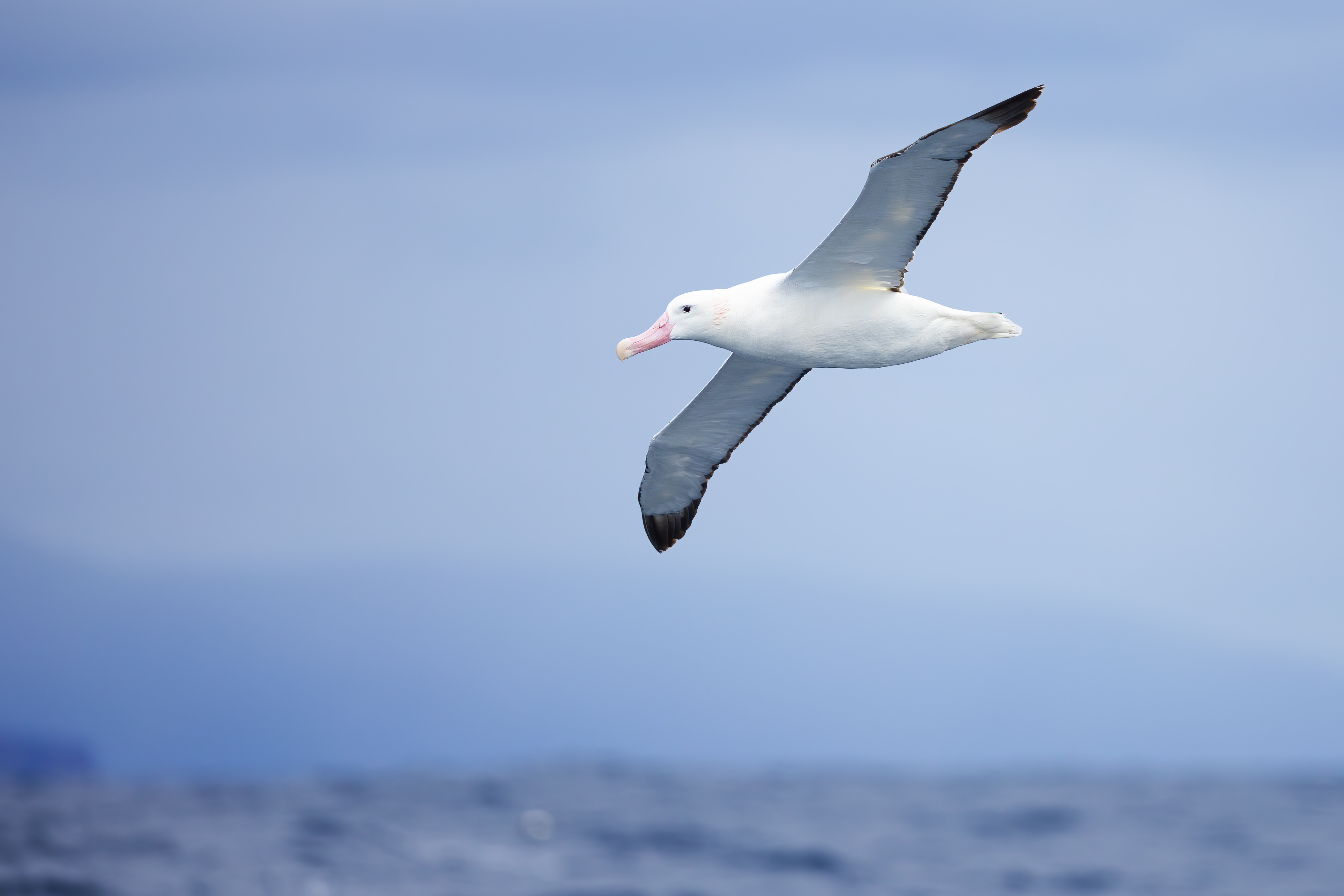 The snowy albatross: Masters of the Southern Ocean skies | One Earth